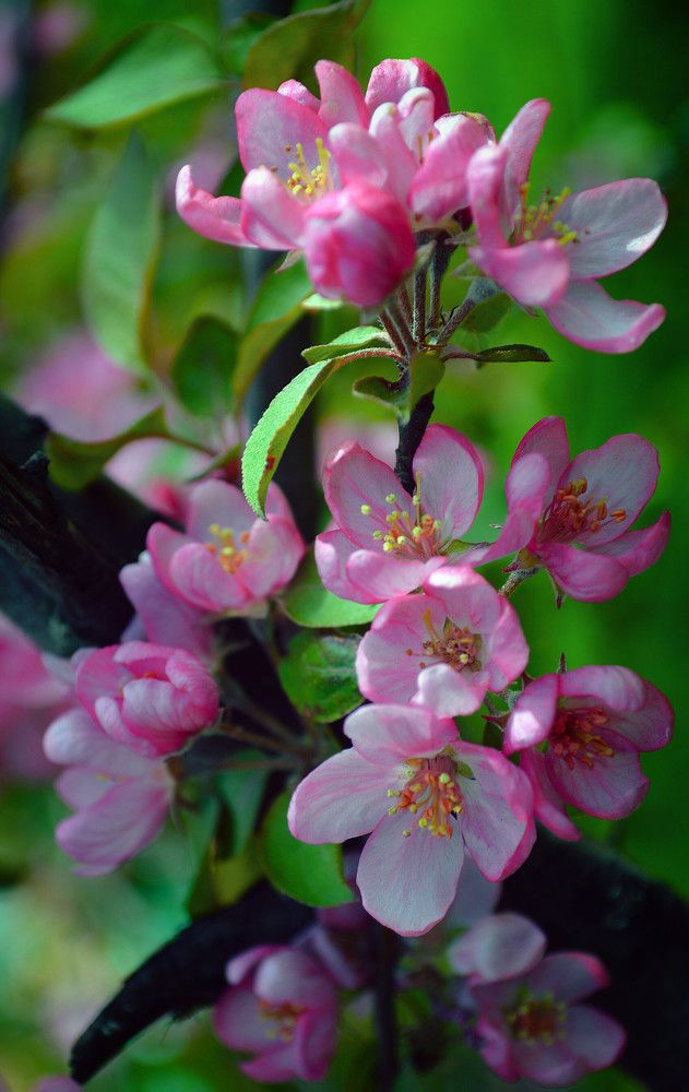 Photograph by Юлия Сурикова