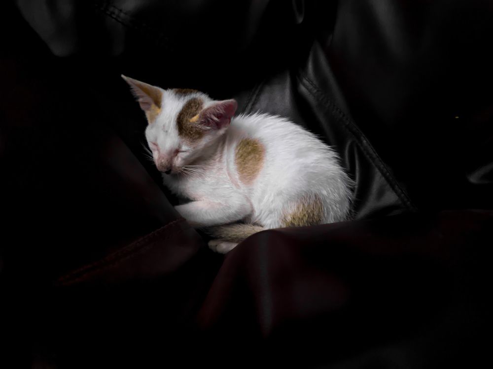 Photo #6225334