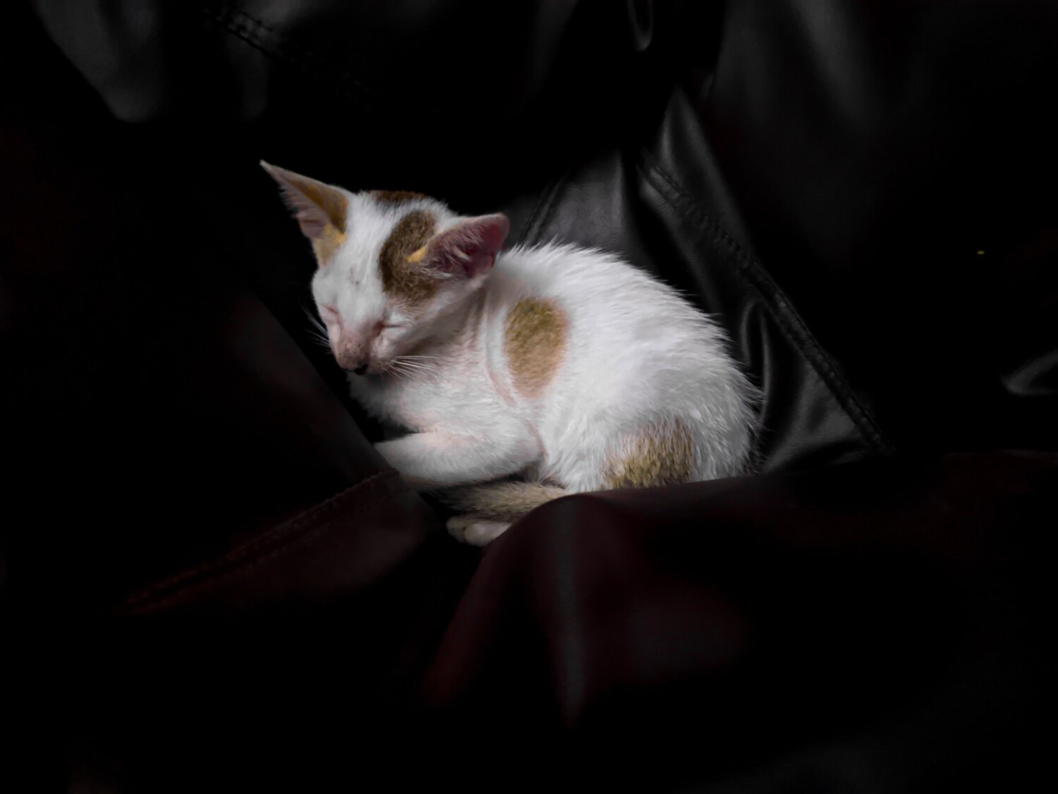 Photo #6225334
