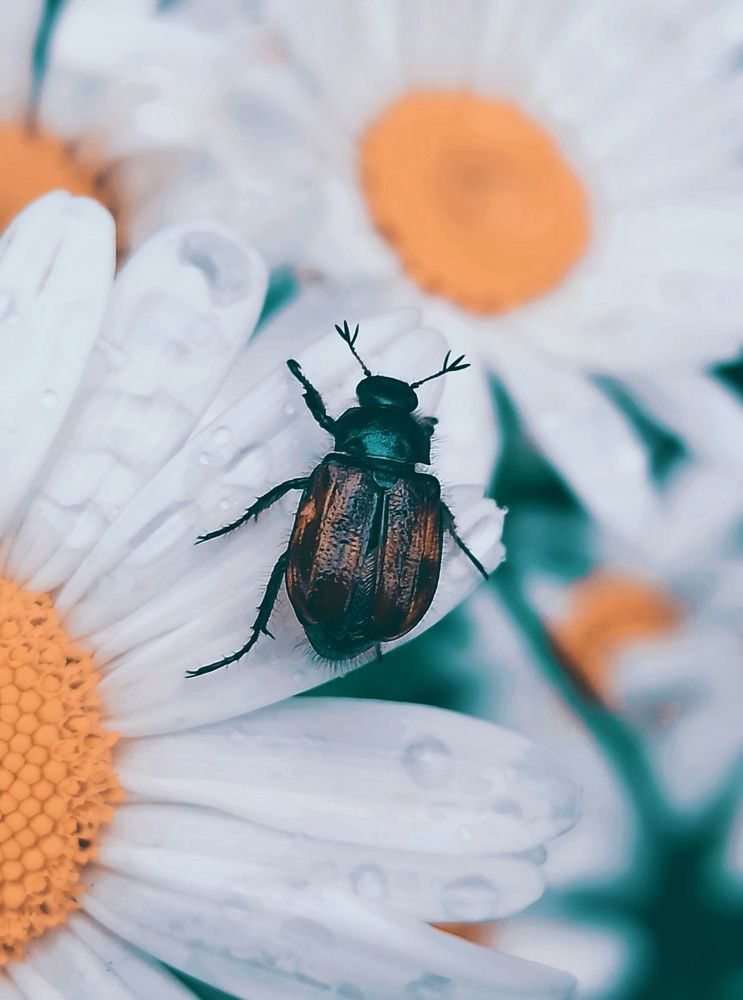 Любитель  ромашек.