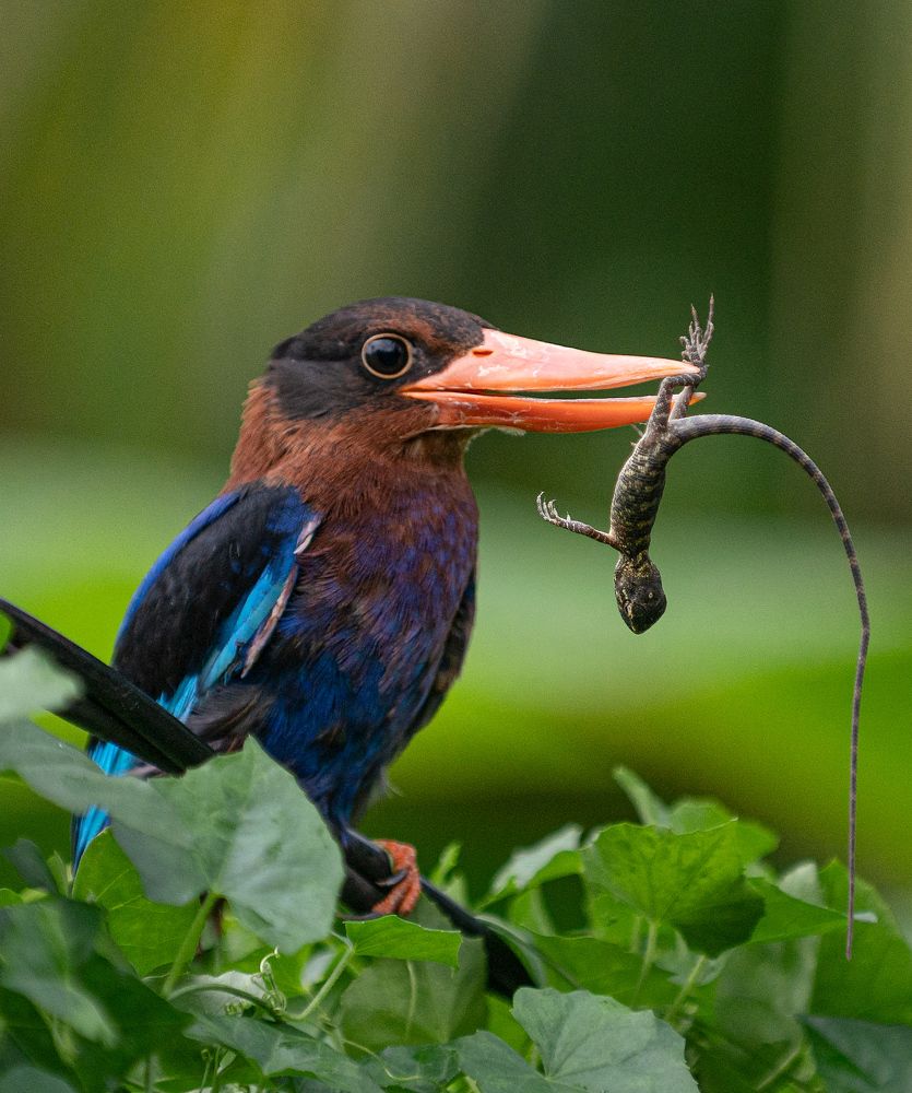 Photograph by Reza Putra Muhammad