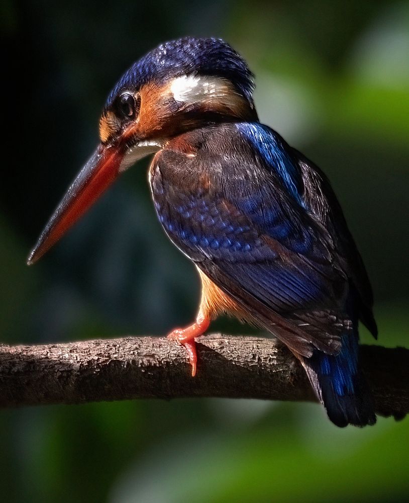 Photograph by Reza Putra Muhammad