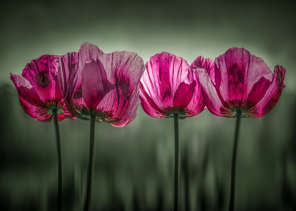 Photograph by Lubos Vojtech