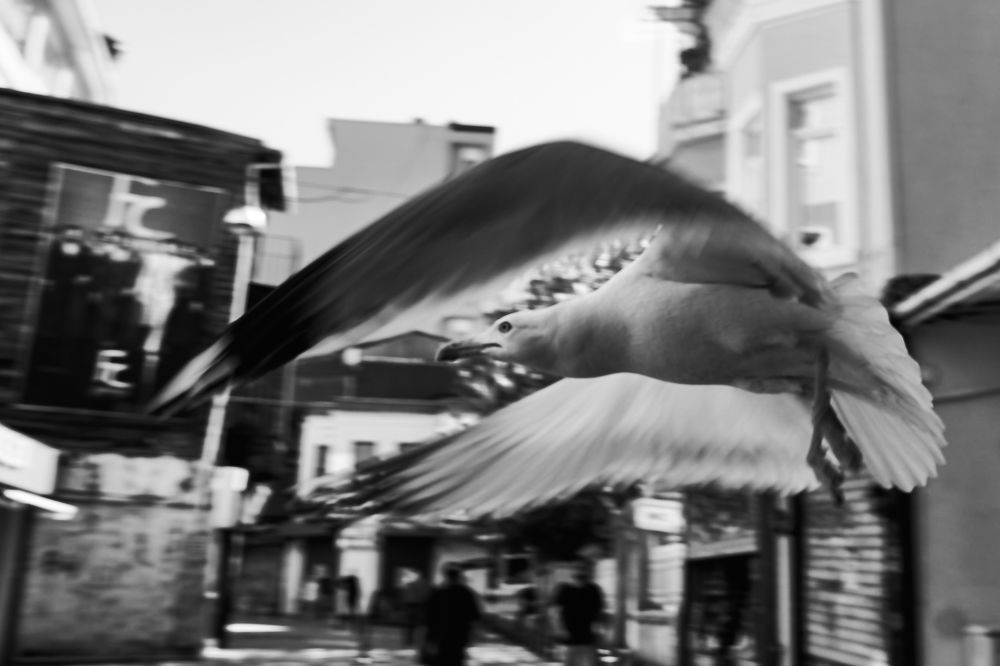 Photograph by Emir Ali Kaya