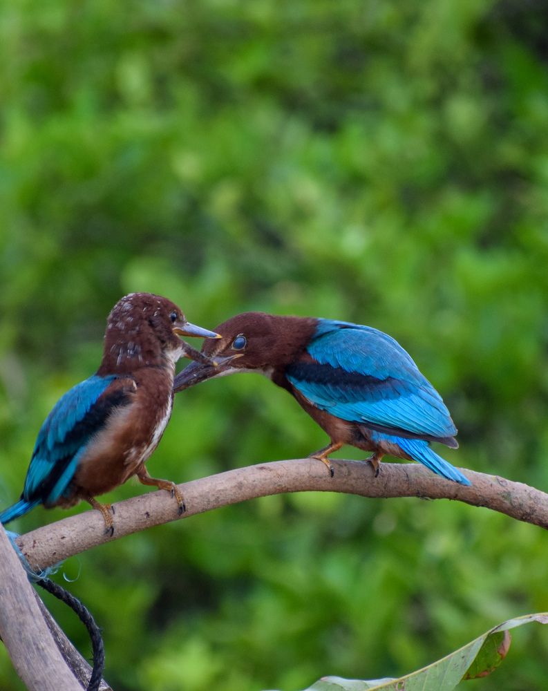 Photograph by Keerthi Hepziba