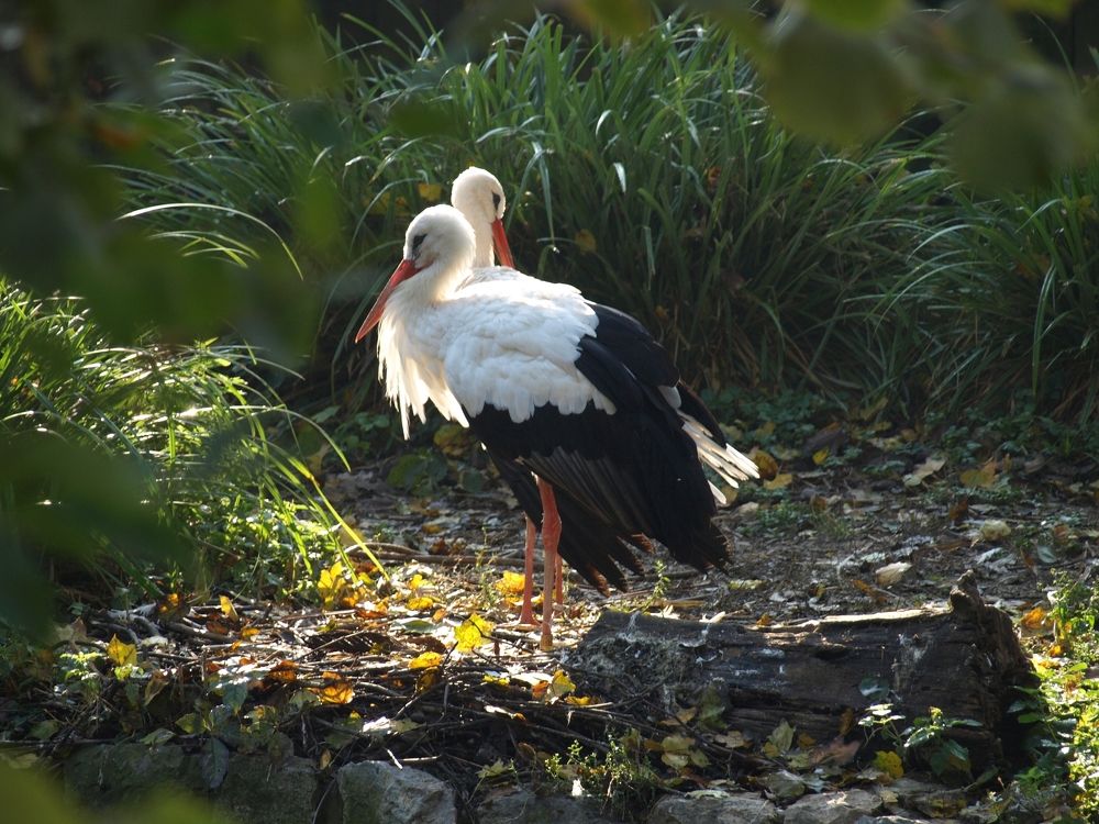 bird, love, roda, wilderness, colors, beauty, feathers, wings,