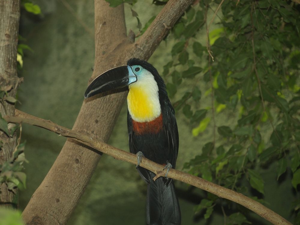 bird, wilderness, colors, beauty, feathers, wings,