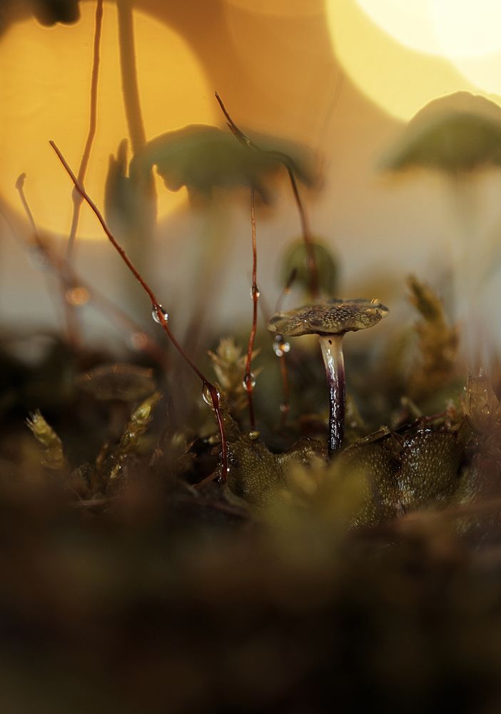 Photograph by Анна Барсукова