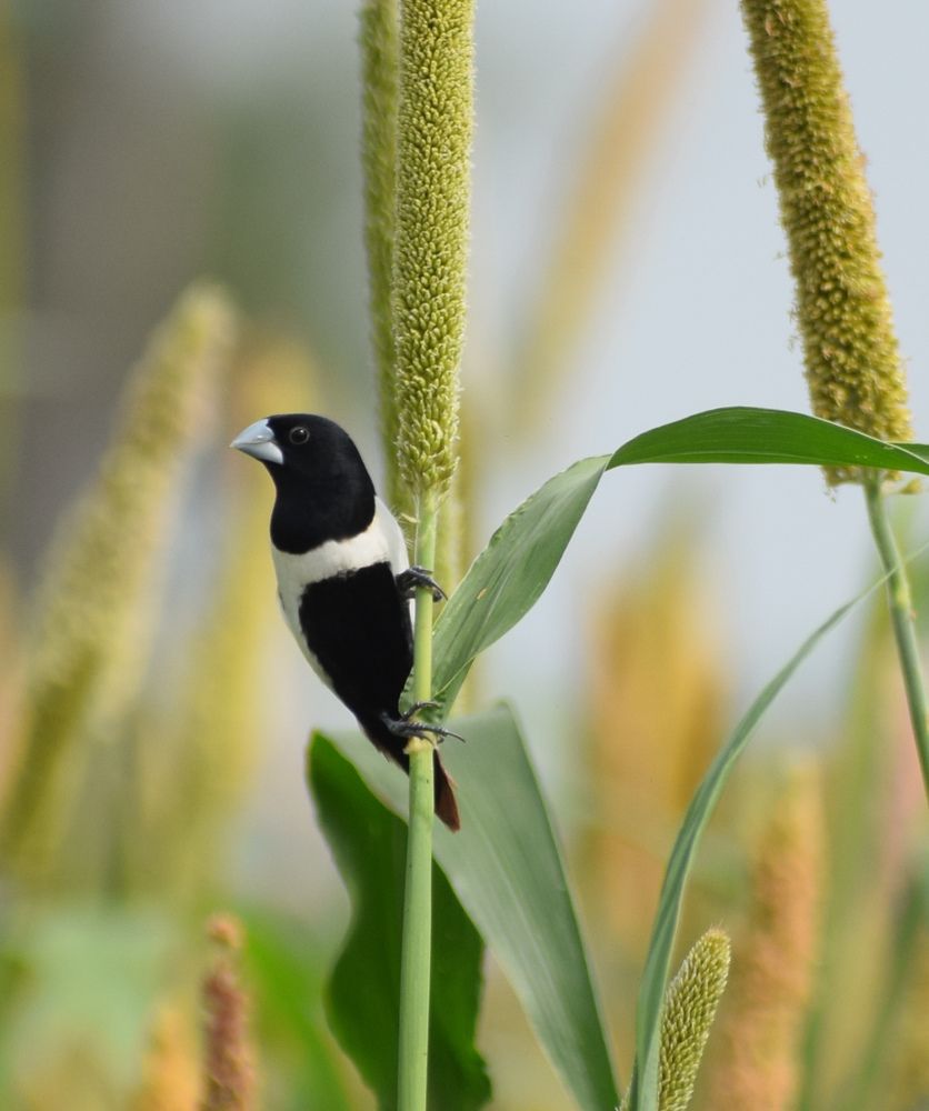 Photograph by Keerthi Hepziba