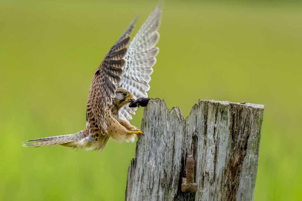 Photograph by Bob Riach