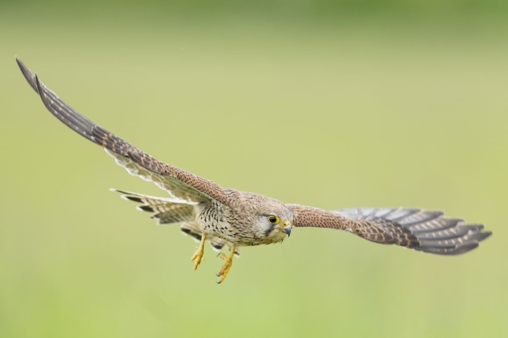 Photograph by Bob Riach