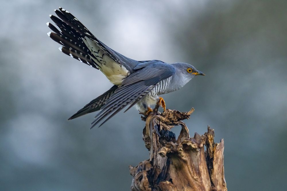 Photograph by Bob Riach