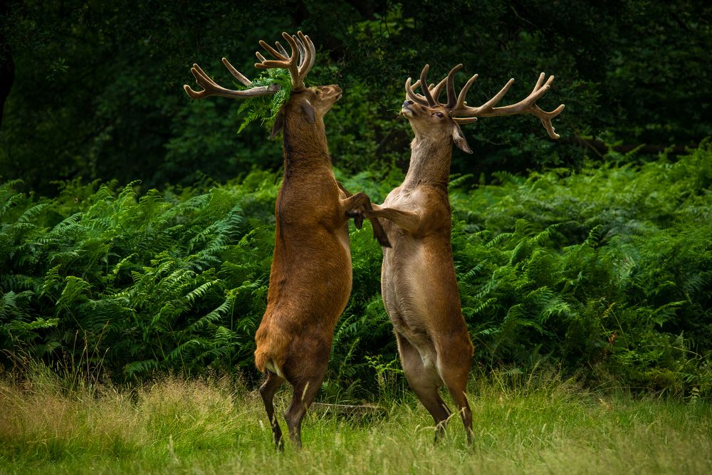 Dancing Deer