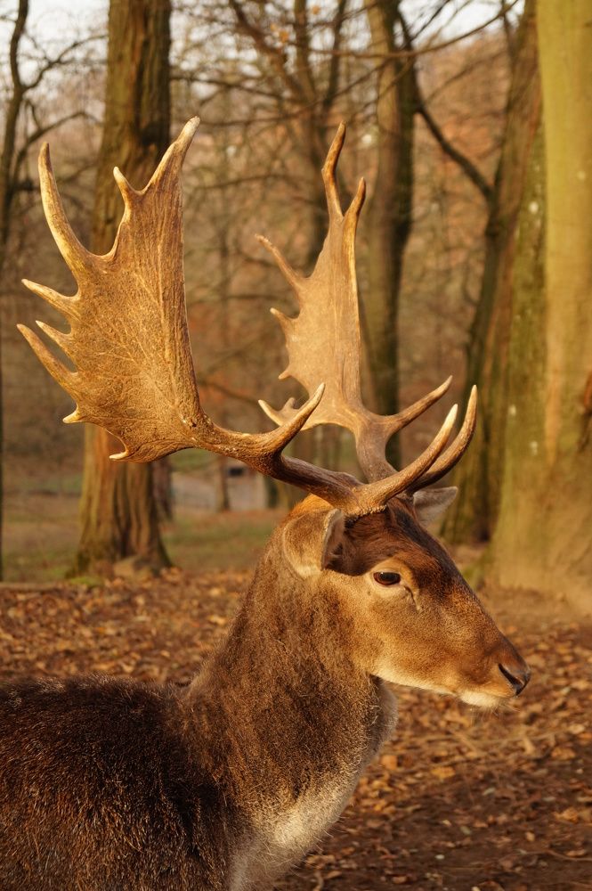 Photograph by Юлия Лазебная