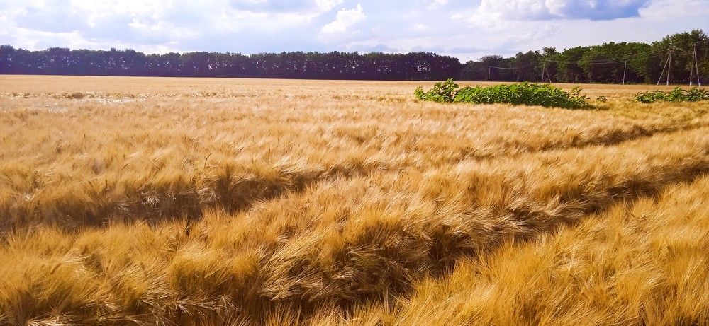 Фотография автора Михаил Лупина