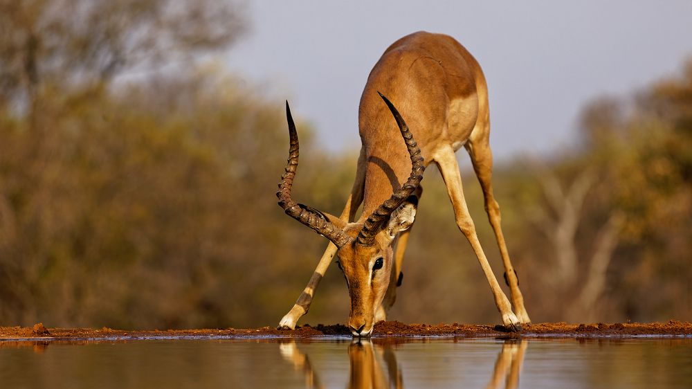 Фотография автора Roelof Groesbeek