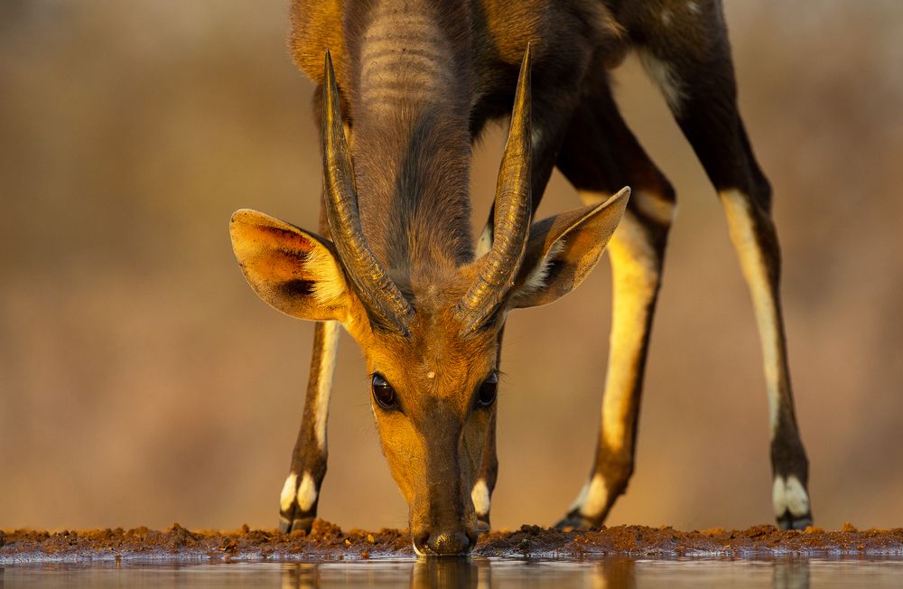 Photograph by Roelof Groesbeek