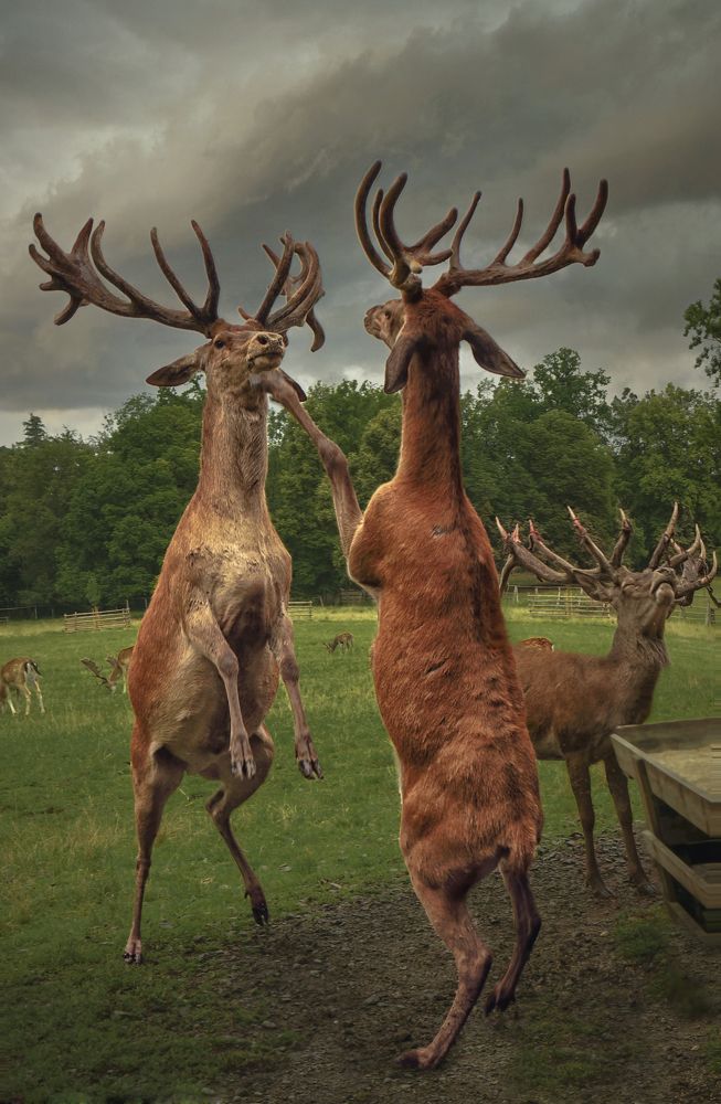 Развязка близка