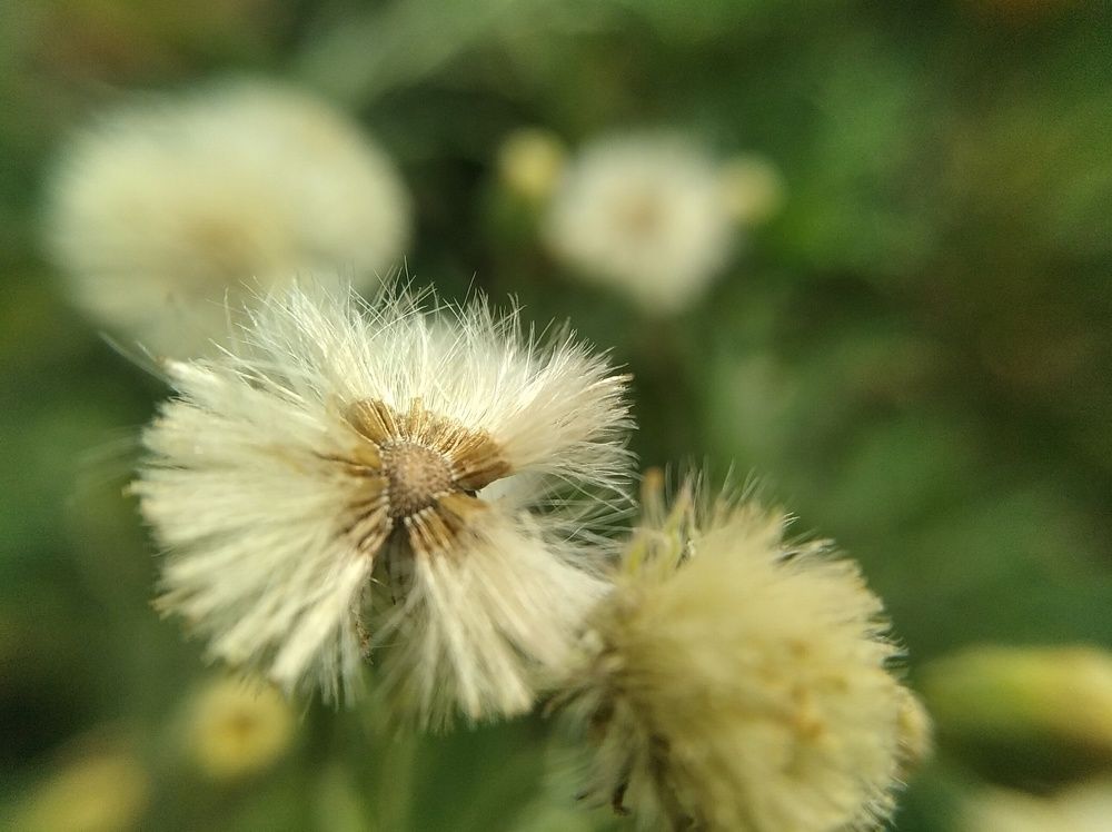 Dandelion
