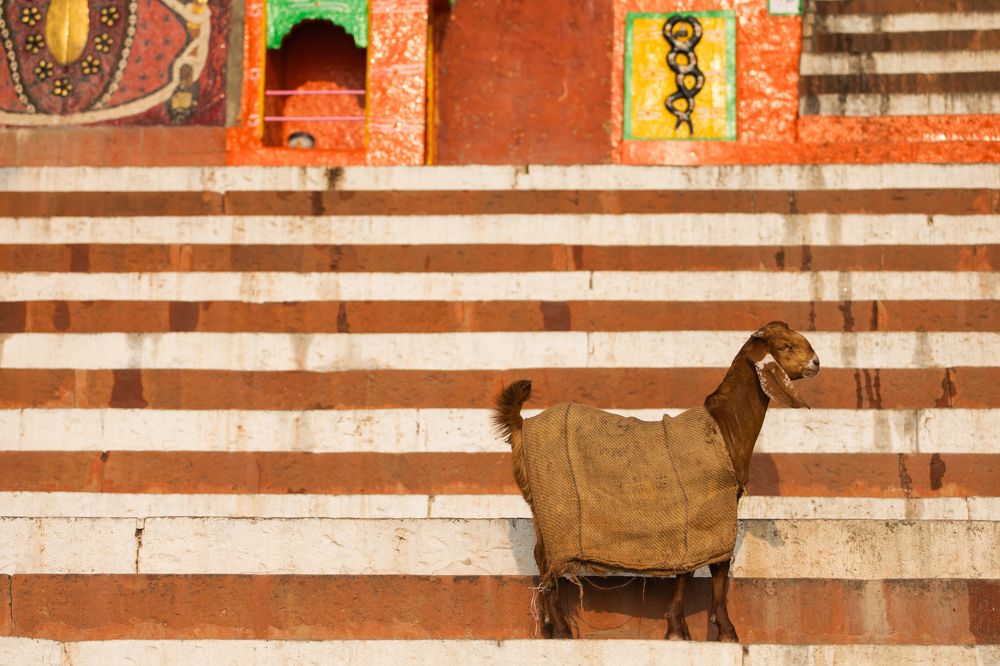 Photograph by Jasmeet Nagra