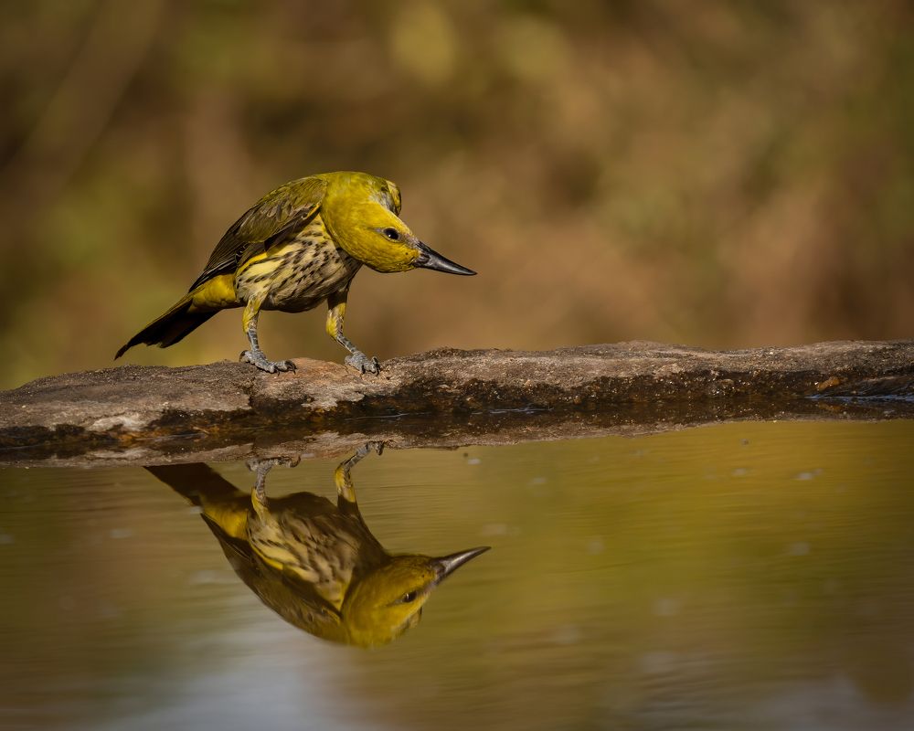 Indian golden oriole Looking at the reflection