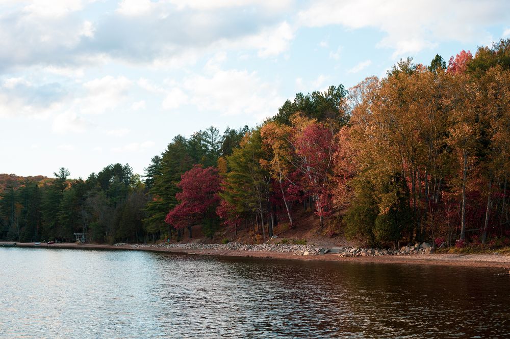 Trees (Life of our Planet)