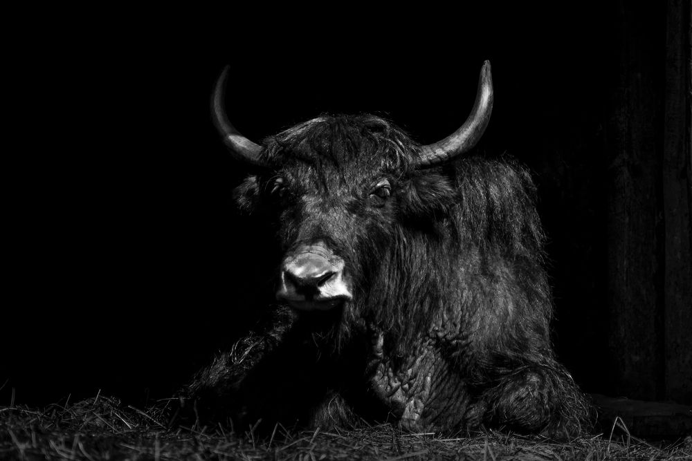 Photograph by Елена Зимацкая