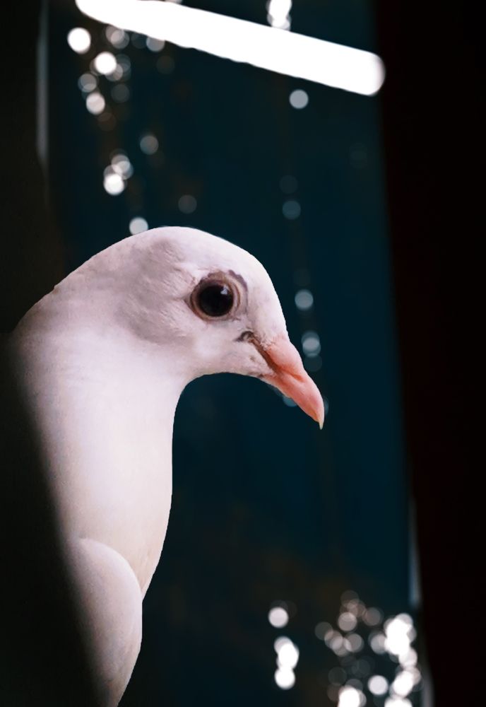 Photograph by Karthik Rajan