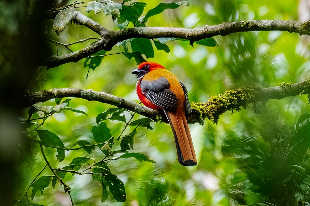 Whitehead's broadbill