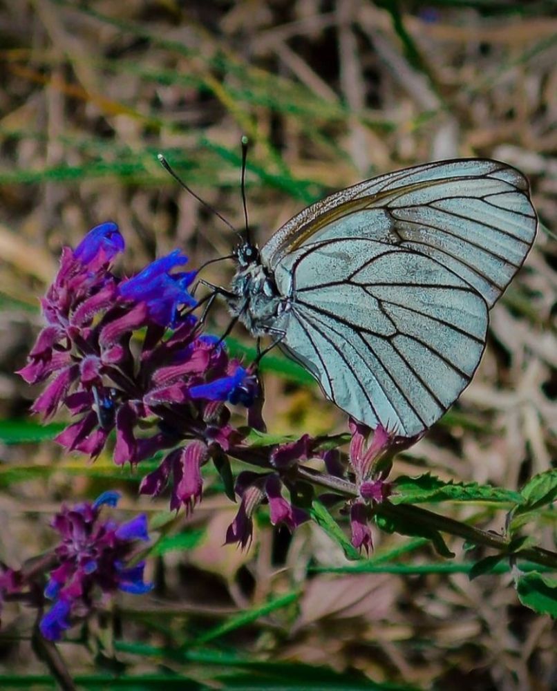 Photograph by Юлия Сурикова
