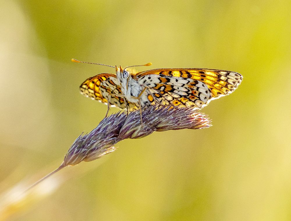 На закатном солнце