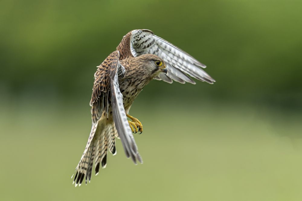 Photograph by Bob Riach