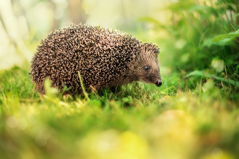 Фотография автора Елена Баклач