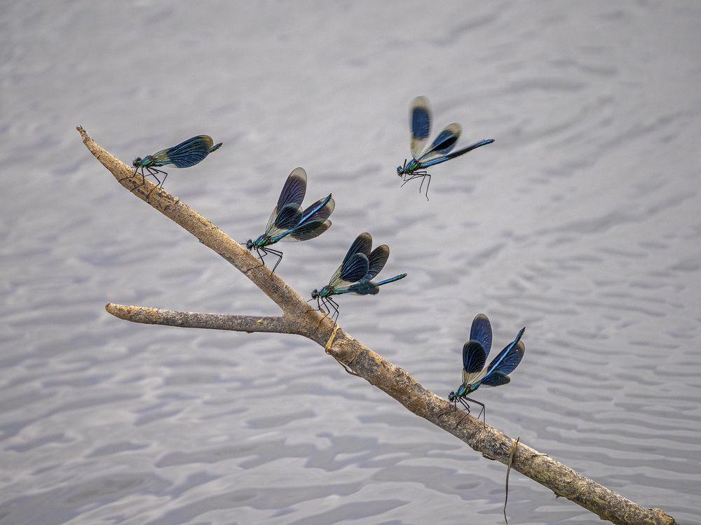 Photograph by Алла Толстая