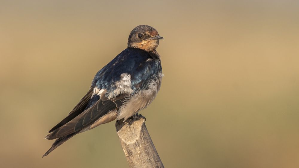 Barn Swallow