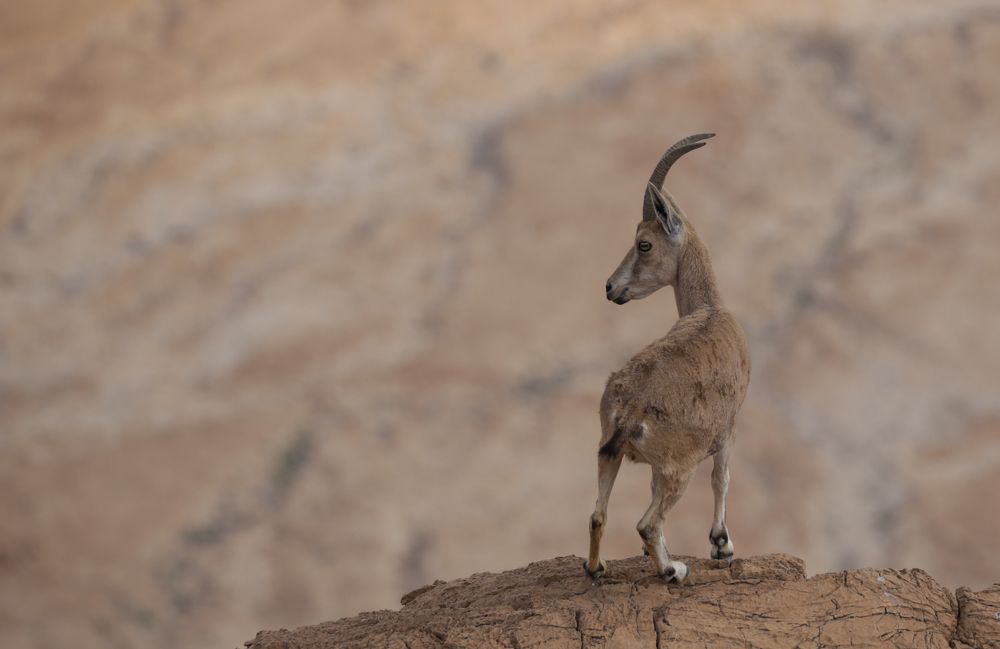Фотография автора Ibrahim Abu Mazna
