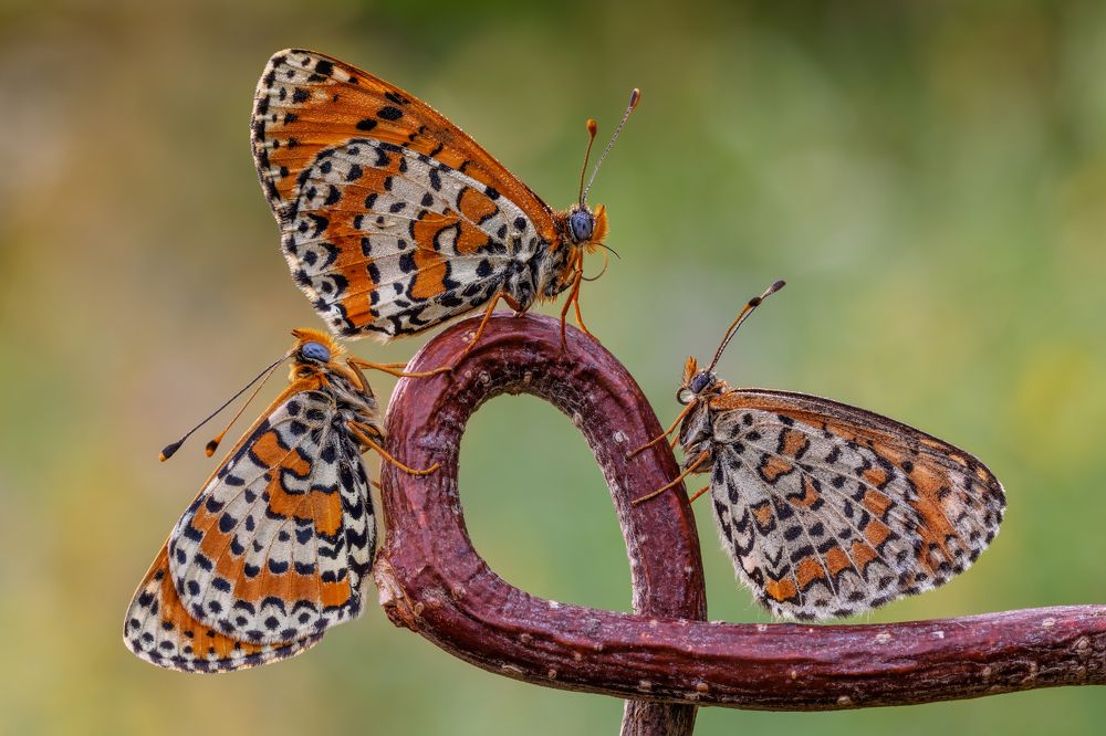 Photograph by Sara Jazbar