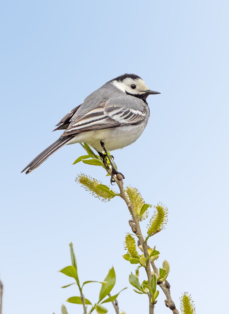 Photograph by Алла Толстая