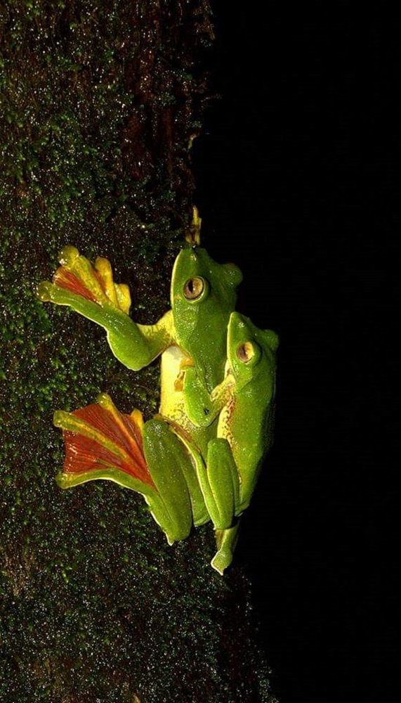 Malabar Gliding Frog