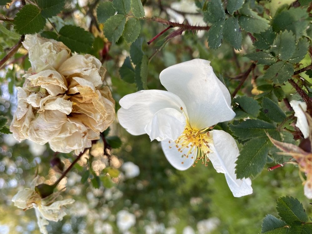 Photograph by Надежда Богачкина