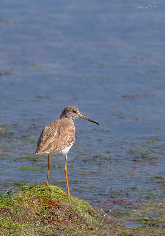 Фотография автора Mohammed J. Ahmed