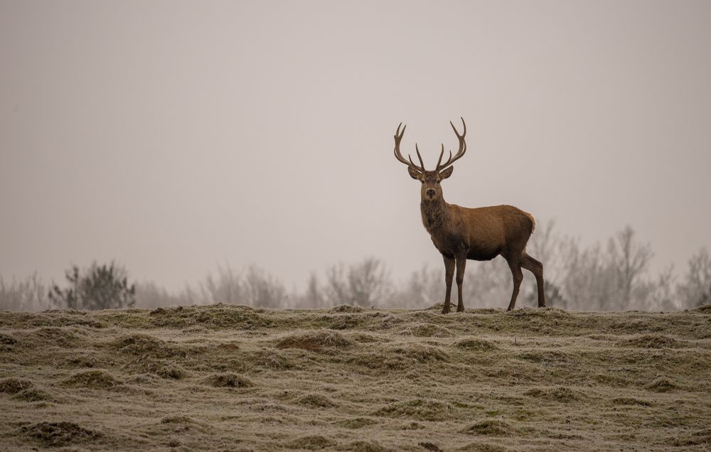 Фотография автора Iulian Vieru