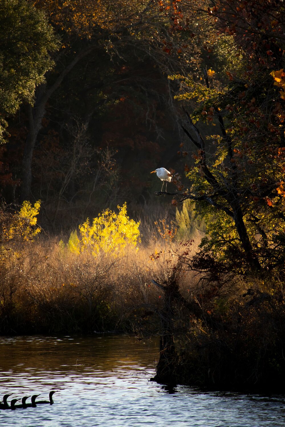 Autumn river in Texas