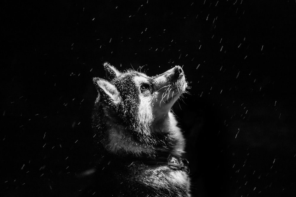 Фотография автора Надежда Лебедева