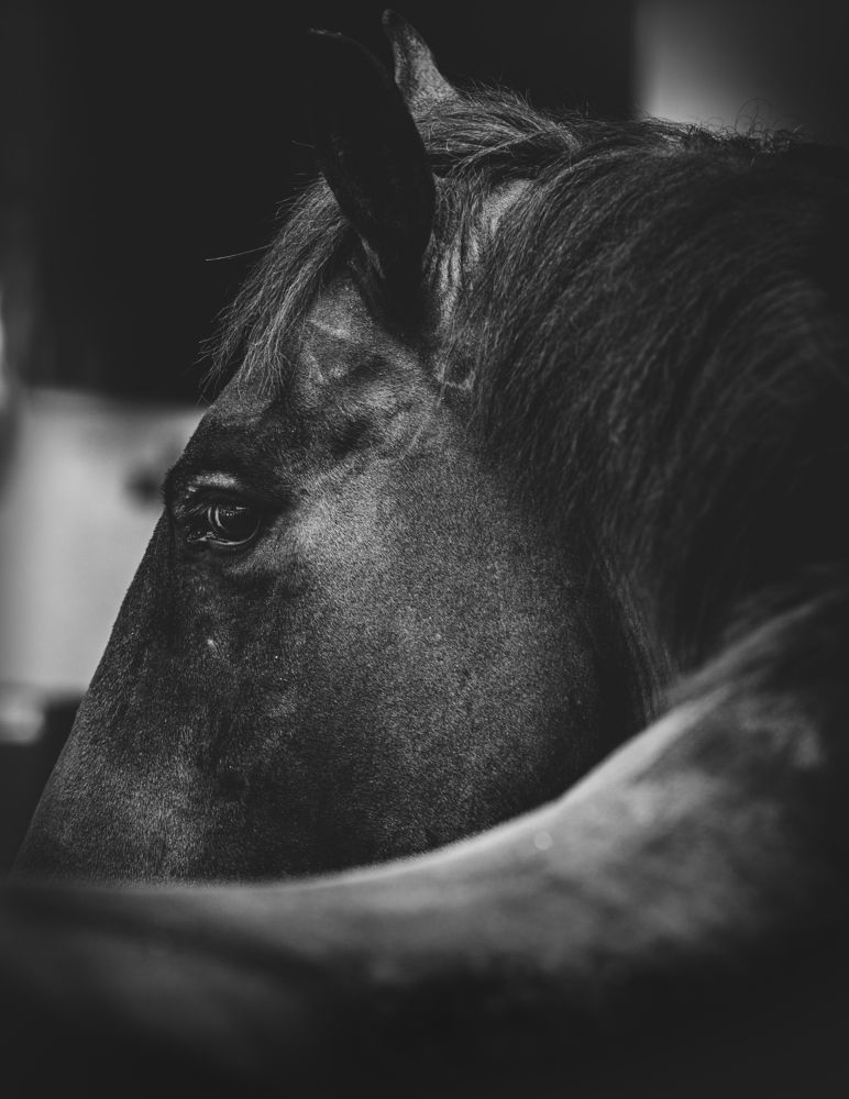 Photograph by Giacomo Giannelli