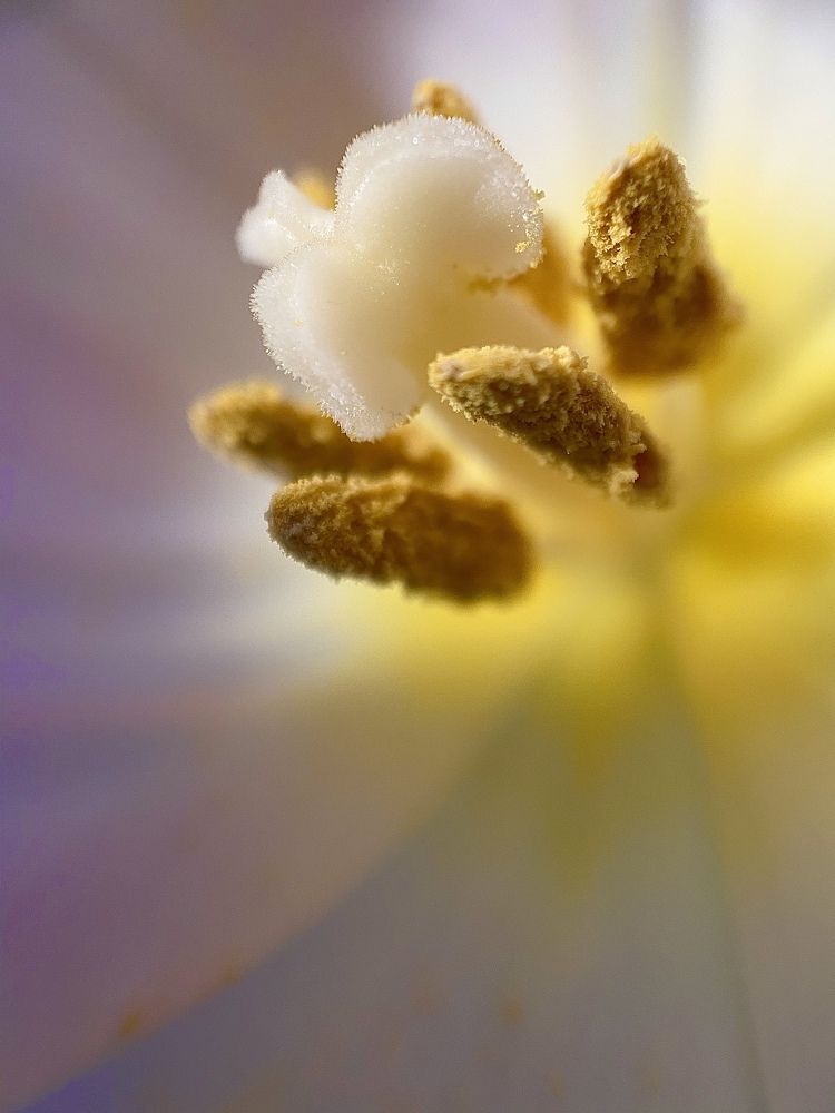 Душа тюльпана