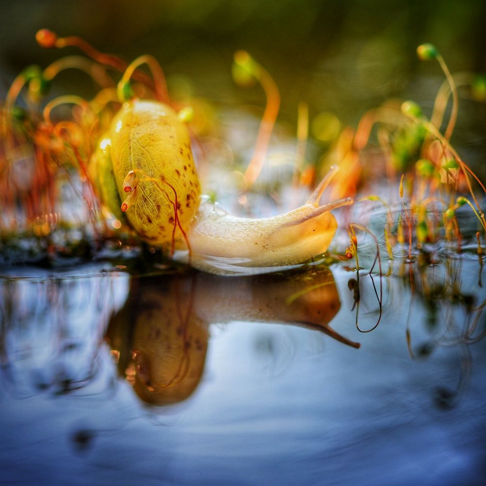 Photograph by Михаил Логвиненко