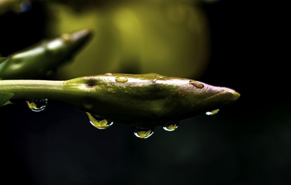 Flower droplets