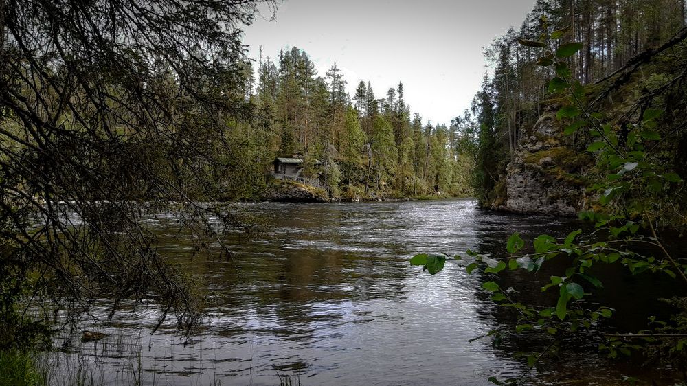 hiding in the forest