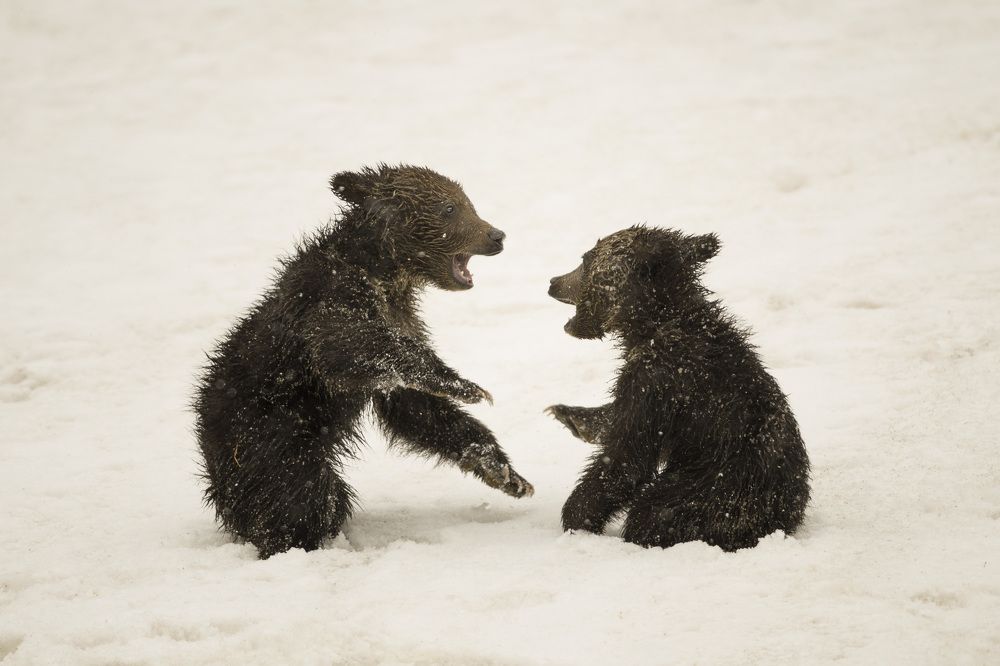 Photograph by Jorn Vangoidtsenhoven